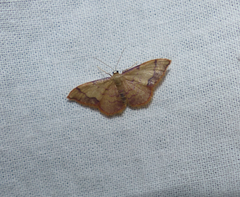 Idaea ostrinaria