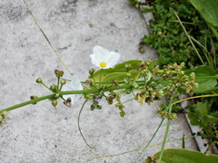 Echinodorus palifolius