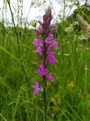 Dactylorhiza elata