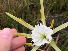 Hymenocallis palmeri