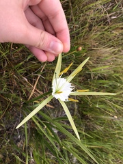 Hymenocallis palmeri