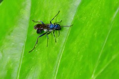 Chalybion japonicum