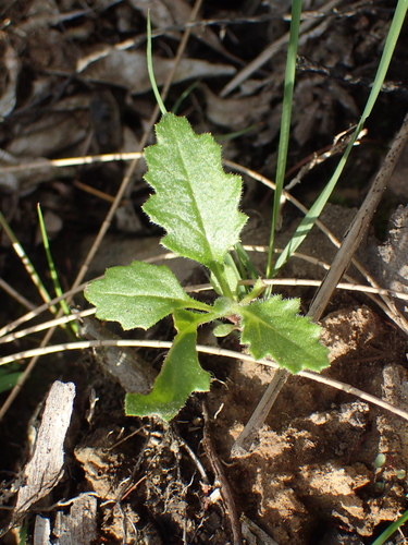 Dysphania carinata