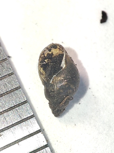 Galba truncatula observed 2026-08-15