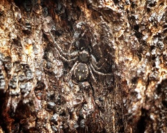 Tharpyna campestrata