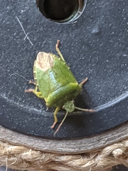 Palomena prasina