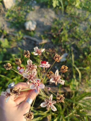 Flowering-rush