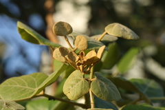Erythrina suberosa