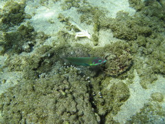 Thalassoma genivittatum