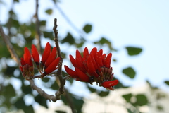 Erythrina suberosa