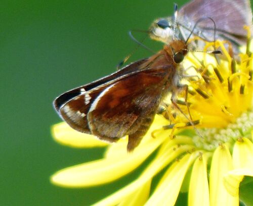 Zabulon Skipper