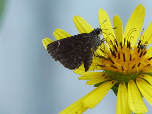 Bell's Roadside-Skipper