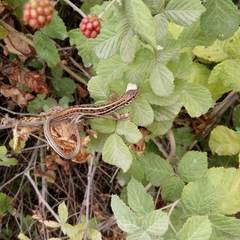 Lacerta strigata
