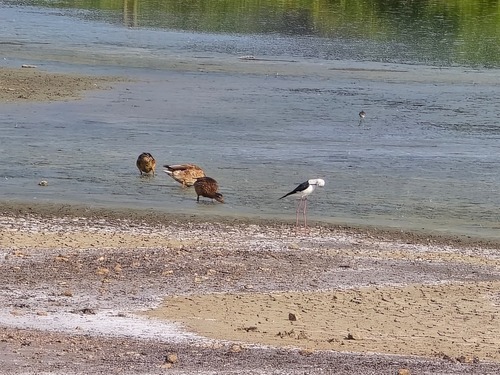 Mallard