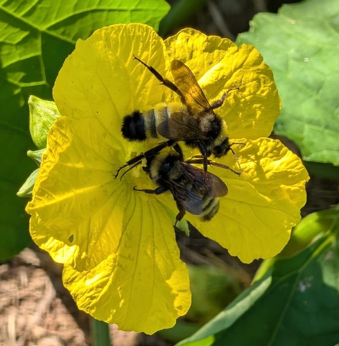 American Bumble Bee