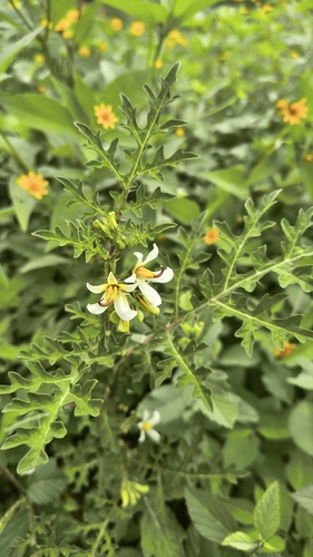 Solanum grayi