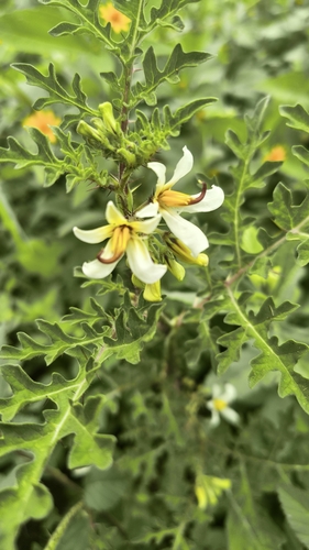 Solanum grayi, photograph 2