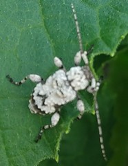 Leptostylus asperatus