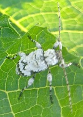 Leptostylus asperatus