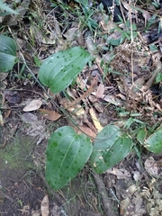 Smilax australis