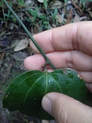Smilax australis
