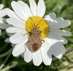 Coreus marginatus