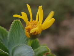 Euryops latifolius