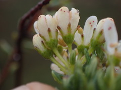 Agathosma clavisepala