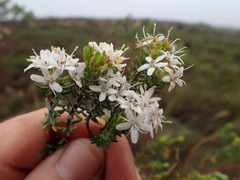 Agathosma clavisepala