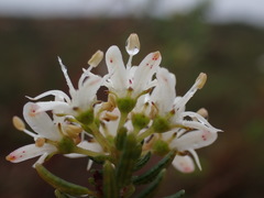 Agathosma clavisepala