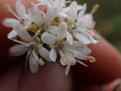Agathosma clavisepala