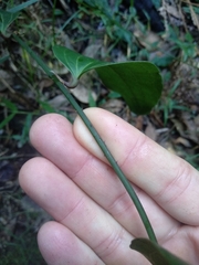 Smilax australis