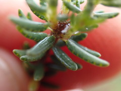 Agathosma clavisepala