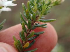 Agathosma clavisepala