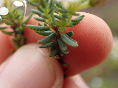 Agathosma clavisepala