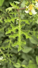 Solanum grayi, photograph (c) Gustavo ZaRo, some rights reserved (CC BY)