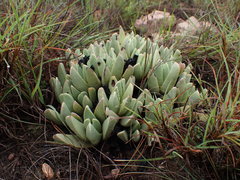 Machairophyllum albidum