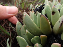 Machairophyllum albidum