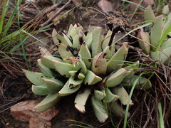 Machairophyllum albidum