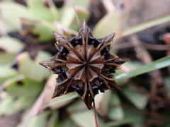 Machairophyllum albidum