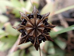 Machairophyllum albidum