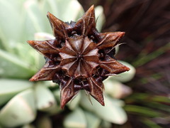 Machairophyllum albidum