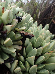 Machairophyllum albidum