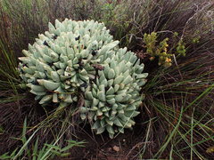 Machairophyllum albidum
