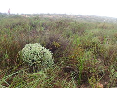 Machairophyllum albidum