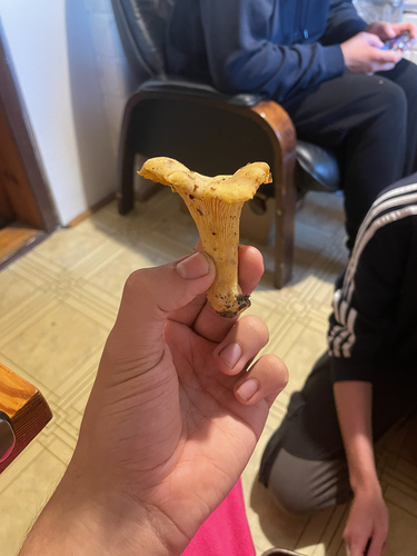 Golden Chanterelle