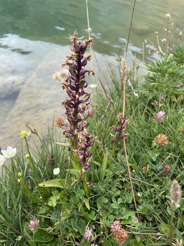 Dactylorhiza majalis, 2026-07-31