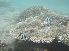 Dascyllus abudafur