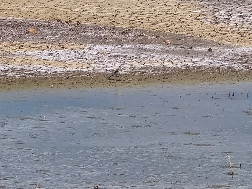 White Wagtail