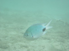 Abudefduf sparoides